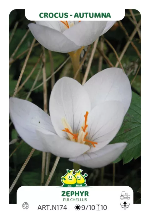 Crocus 'Pulchellus Zephyr'
