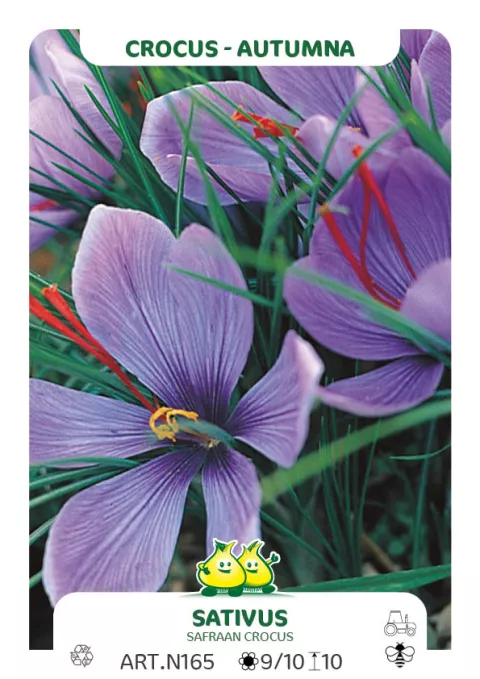 Crocus sativus