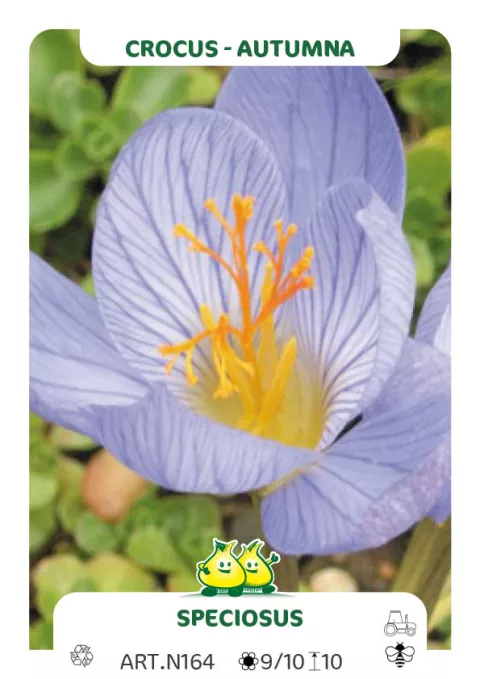 Crocus speciosus ssp. 'Speciosus'
