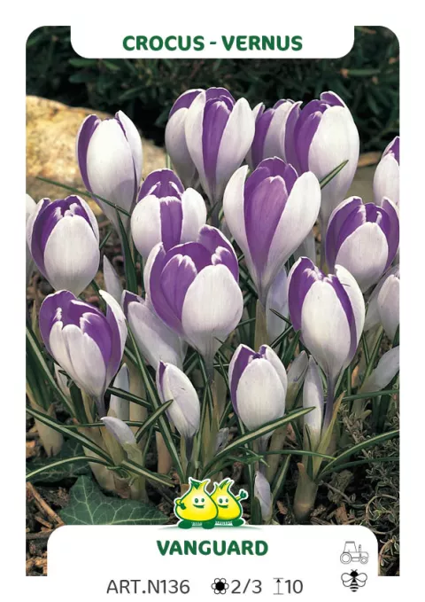 Crocus vernus 'Vanguard'