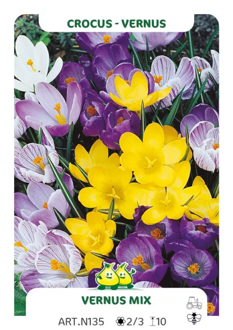 Crocus vernus 'Mix'