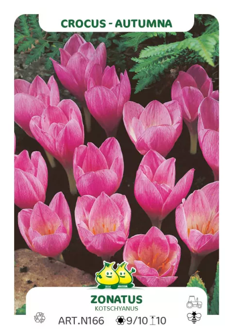 Crocus 'Zonatus'