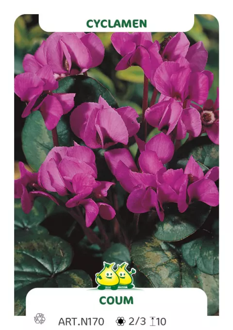 Cyclamen coum Cyclamen coum