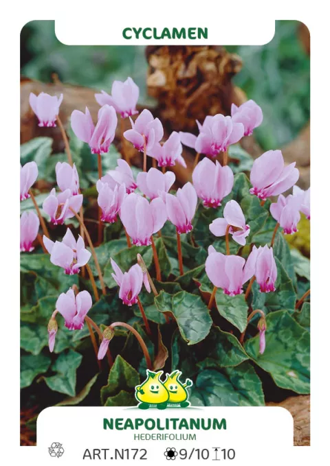 Cyclamen hederifolium 'Neapolitanum' Cyclamen hederifolium 'Neapolitanum'