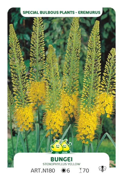 Eremurus 'Bungei' (stenophyllus) Eremurus 'Bungei' (stenophyllus)