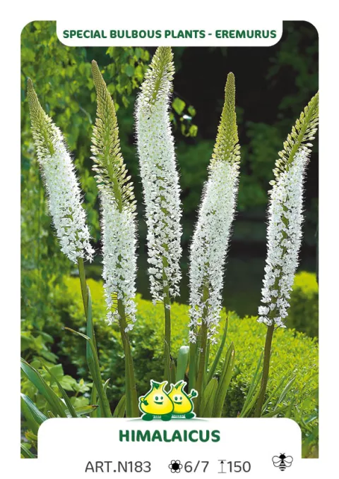Eremurus 'Himalaicus' Eremurus 'Himalaicus'