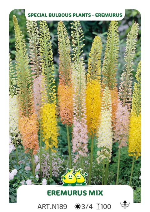 Eremurus 'Mix'