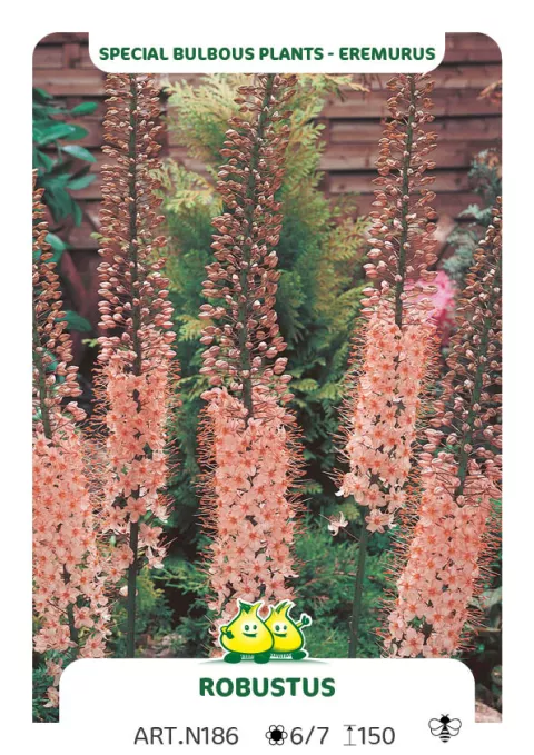 Eremurus robustus Eremurus robustus