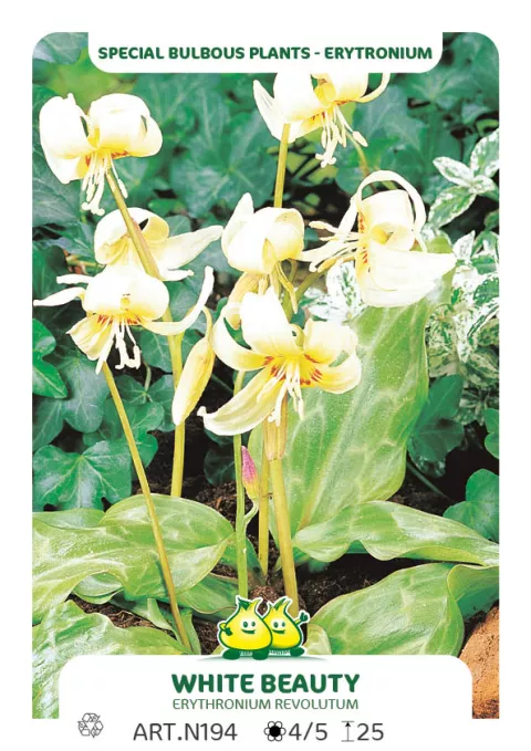 Erythronium 'White Beauty' Erythronium 'White Beauty'