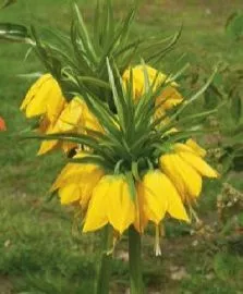 Fritillaria imper. 'Lutea'