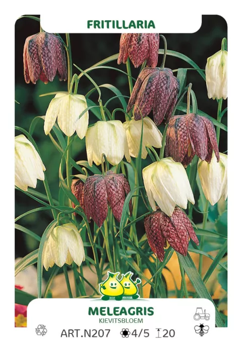 Fritillaria meleagris Fritillaria meleagris