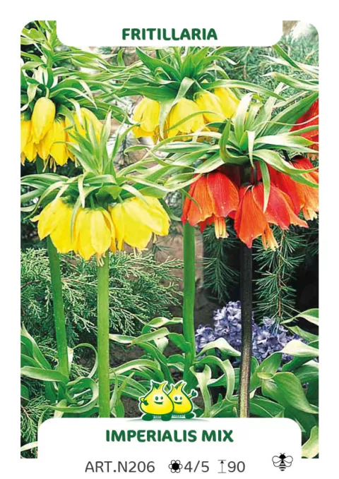 Fritillaria imper. 'Mix'