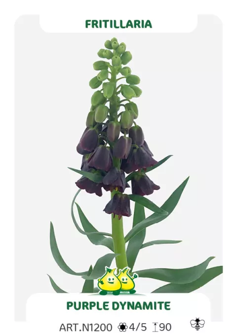 Fritillaria persica 'Purple Dynamite'
