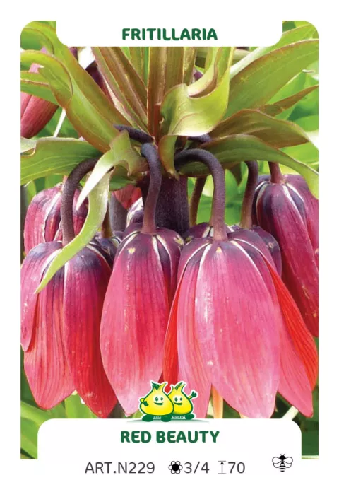 Fritillaria imper. 'Red Beauty'
