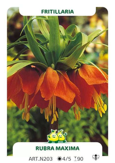 Fritillaria 'Rubra Maxima'