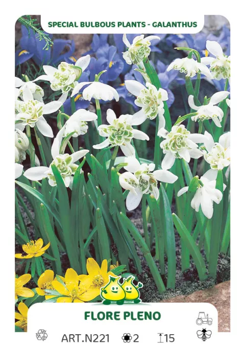 Galanthus nivalis 'Flore Pleno'