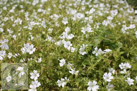 Geranium ox. 'Ankum White'