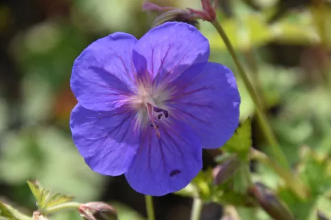 Geranium himalayense