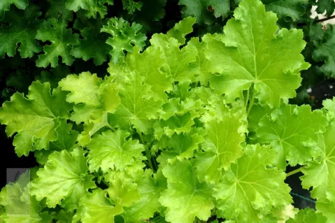 Heuchera 'Lime Rickey'