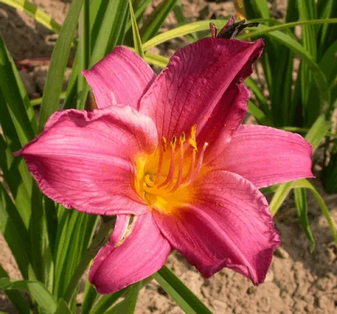 Hemerocallis 'Summer Wine'