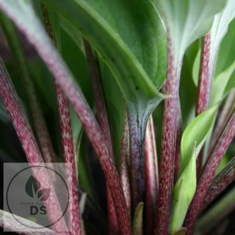 Hosta 'Red Cadet'