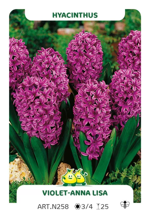 Hyacinthus jac. 'Anna Lisa'