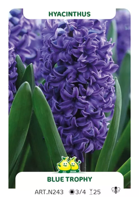 Hyacinthus jac. 'Blue Trophy'