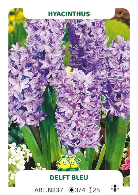 Hyacinthus jac. 'Delft Blue'
