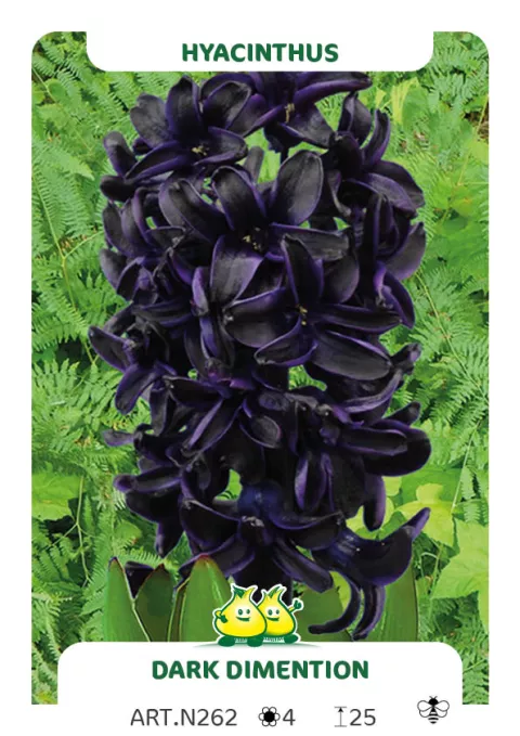 Hyacinthus 'Dark Dimension'