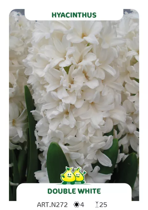 Hyacinthus 'Double White'