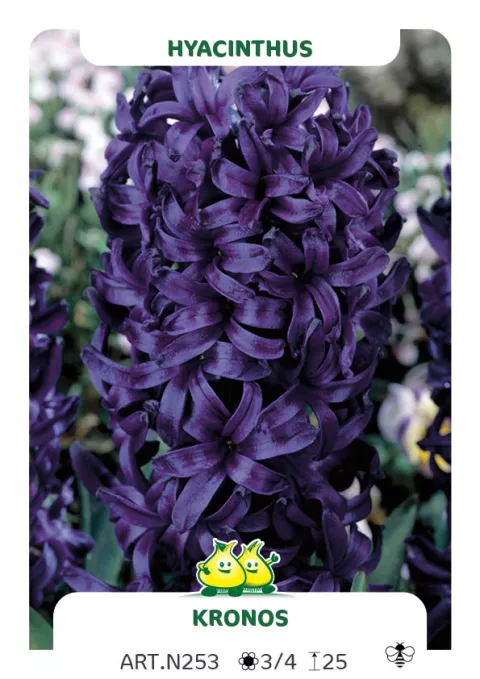 Hyacinthus jac. 'Kronos'