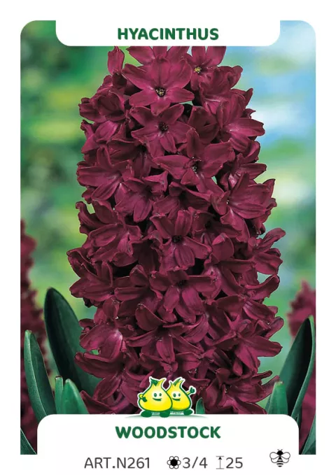 Hyacinthus jac. 'Woodstock'
