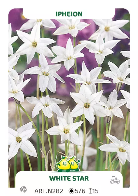 Ipheion 'White Star'