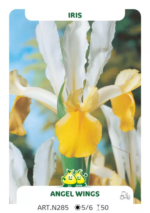 Iris hol. 'Angel Wings'