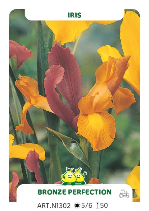 Iris hol. 'Bronze Perfection'