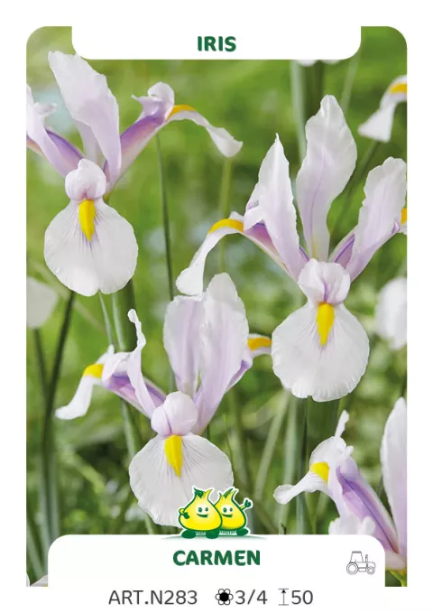 Iris hol. 'Carmen'