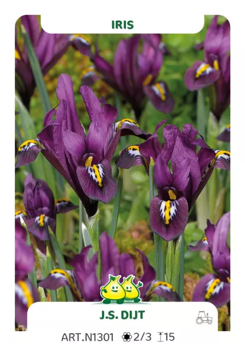 Iris reticulata 'J.S. Dijt'