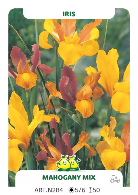 Iris hol. 'Mahogany Mix'