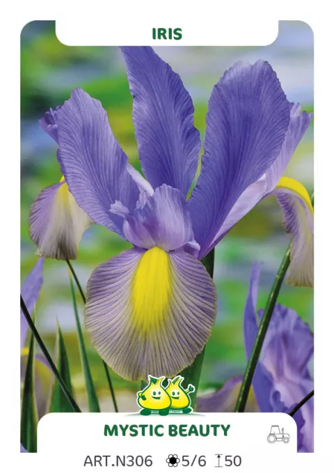 Iris hol. 'Mystic Beauty'