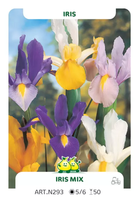 Iris hol. 'Mix'