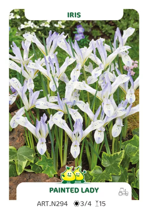 Iris bot. 'Painted Lady'