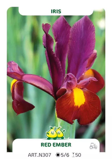 Iris hol. 'Red Ember'