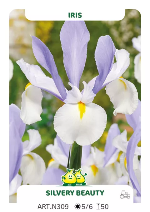 Iris hol. 'Silvery Beauty'