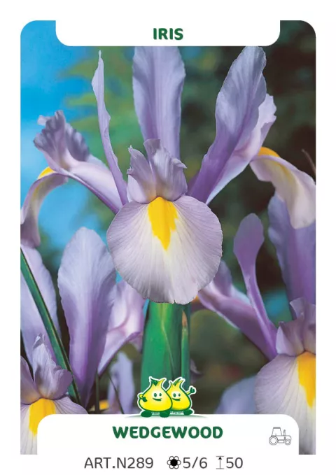 Iris hol. 'Wedgewood'
