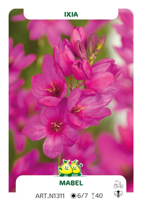 Ixia 'Mabel'
