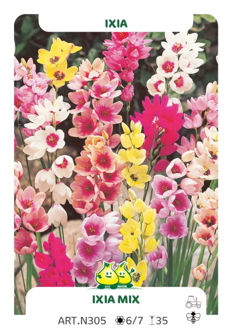 Ixia mix