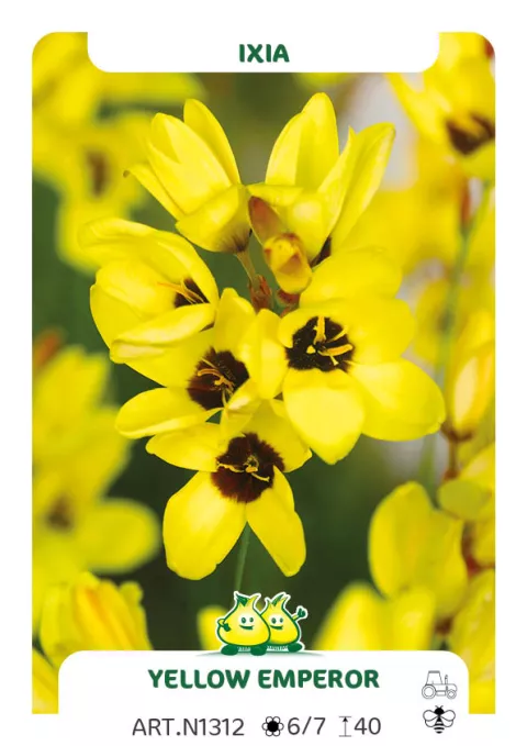 Ixia 'Yellow Emperor'