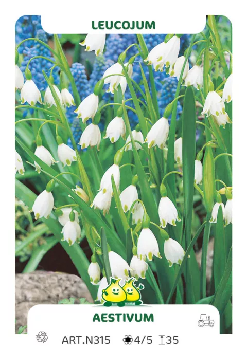 Leucojum aestivum