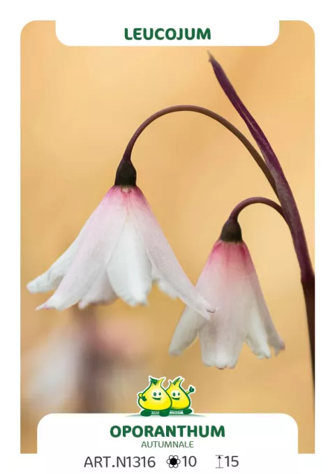 Leucojum (Acis) autumn. var; oporanthum