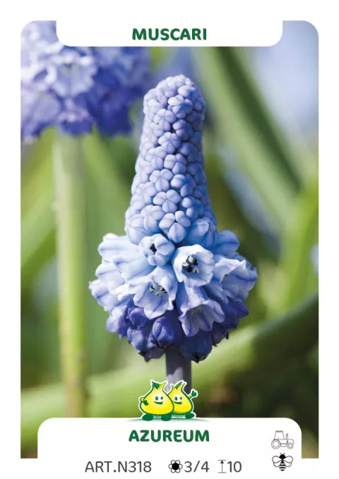 Muscari 'Azureum Blue'